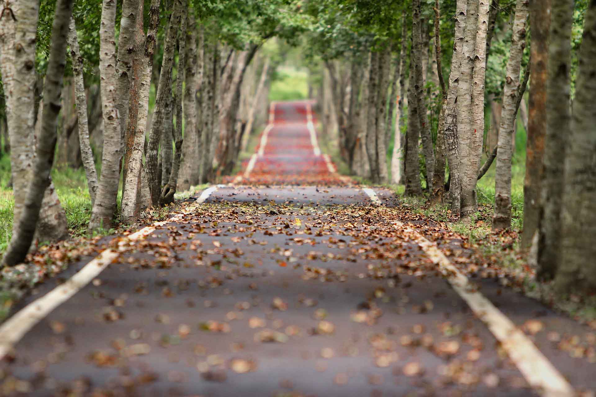 Leafy Suburbs in Sydney